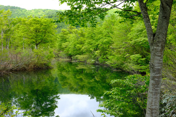 Fototapeta na wymiar 新緑の湖