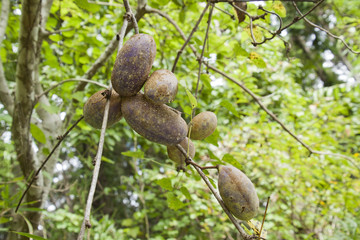 アケビ　Akebia quinata
