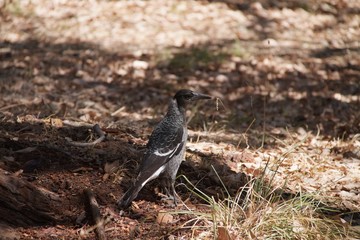 magpie