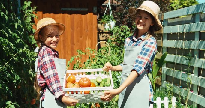 Two sisters hold big vegetable box in the kitchen garden and laughing