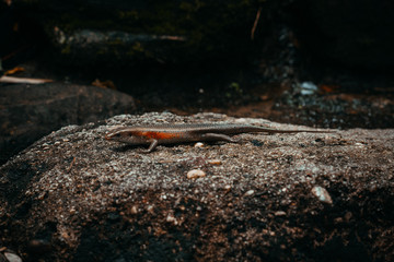 lizard sitting on a stone