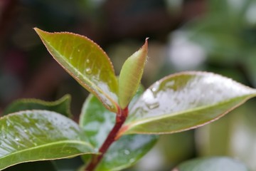camellia shoot