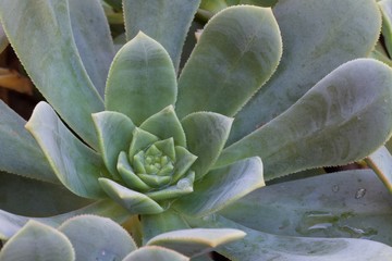 succulent 