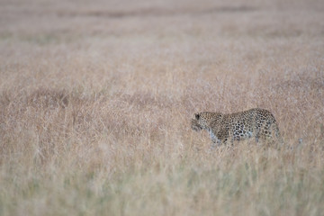 Leopard in Masai Mara, Kenya.