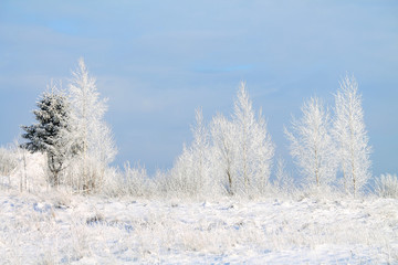 Obraz na płótnie Canvas заснеженная и морозная зима