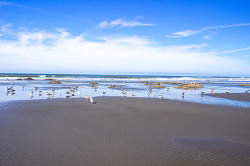 Coastal Ocean Beach Blue Sky Clouds Reflections and Sea Birds 