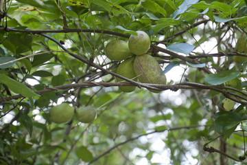 アケビ　Akebia quinata