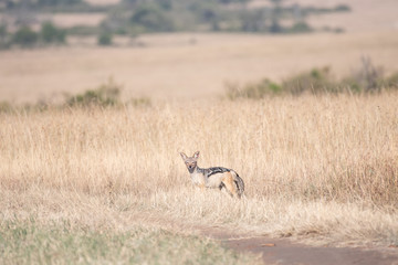 Black-backed jackal in Masai Mara, Kenya.