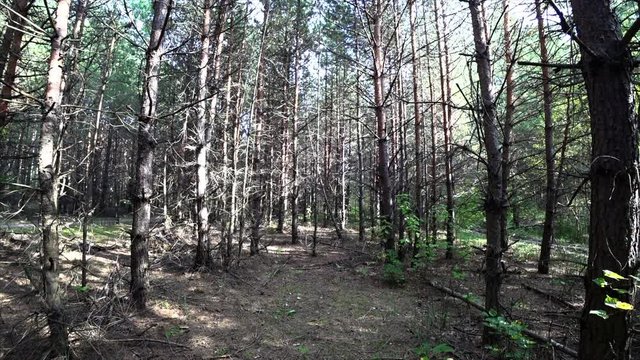 Green Forest. Pine Trees. Forest pattern. Camera movement inside the forest.