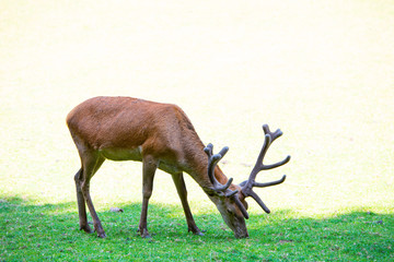 Naklejka premium portrait of male deer with a lot of flies