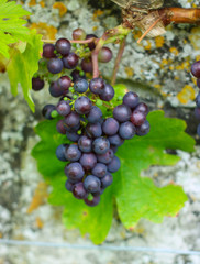 red grapes on the vine