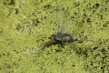 オオルリボシヤンマ産卵