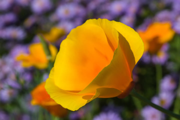 yellow flower with wide petals against a background of blue flowers