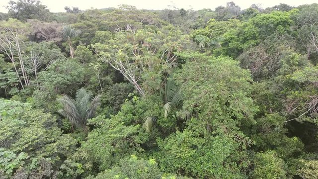 Flying low over the canopy of pristine Amazonian rainforest from the crown of a Cecropia tree near the Rio Shiripuno in the Ecuadorian Amazon.