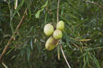 アケビ　Akebia quinata