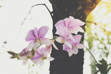 Fototapeta na wymiar Flower (Orchidaceae, Orchid Flower) purple white