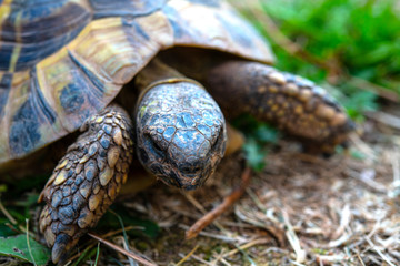 turtle in front of white background