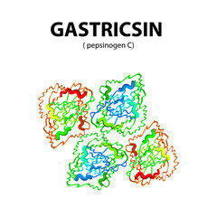 Gastricsin is a molecular chemical formula. Enzyme of the stomach, gastric juice. Infographics. Vector illustration on isolated background