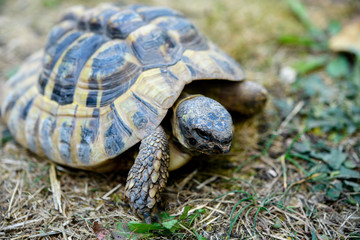 turtle in front of white background