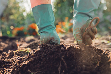 Process of hand-potting potato from bed of gloves by farmer.