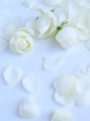 Fototapeta na wymiar ナチュラルな白いミニ薔薇、薔薇の花びら、白背景