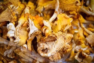 girolles