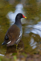 bird in water
