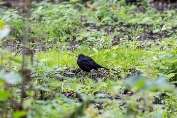 bird on grass field
