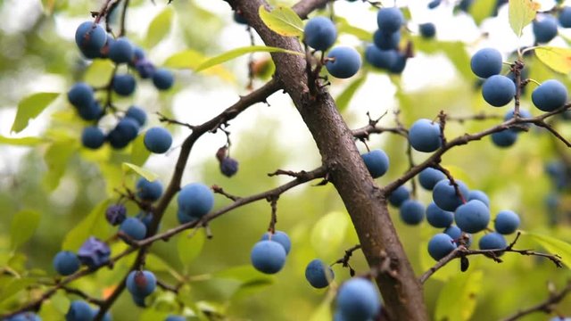 Delicate fresh Sloe berries