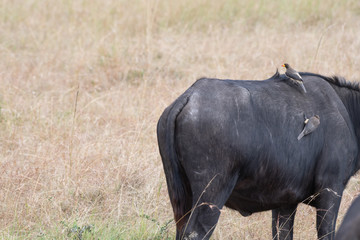 Obraz premium Oxpecker feeding on the back of african buffalo in Masai Mara, Kenya.