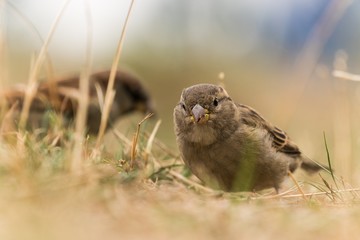 Spatz steht auf der Wiese