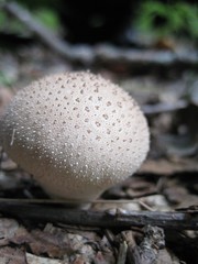mushroom in forest