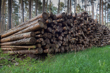 Holzwirtschaft