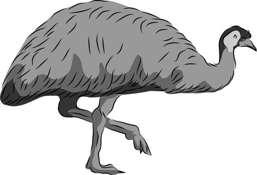 Emu bird - vector illustration