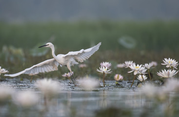 Little Egret with flowers
