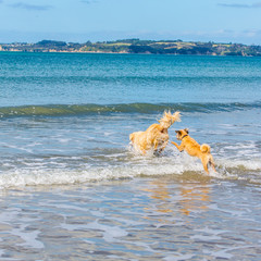 Companion dogs at the beach 