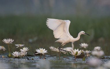 Little Egret with flowers