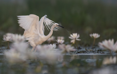 Little Egret with flowers