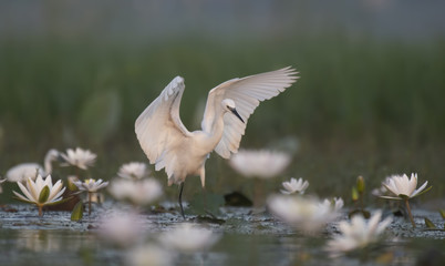 Little Egret with flowers