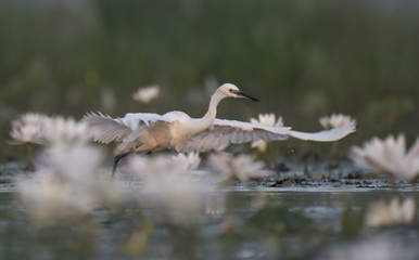 Little Egret with flowers