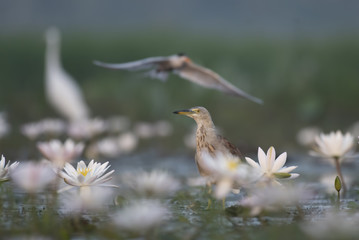 Indian Pond heron