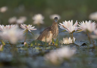Indian Pond heron