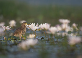 Indian Pond heron