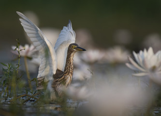 Indian Pond heron