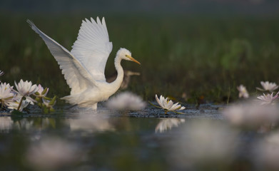  Egret in water lily pond