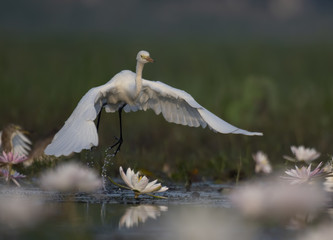  Egret in water lily pond