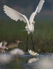  Egret in water lily pond