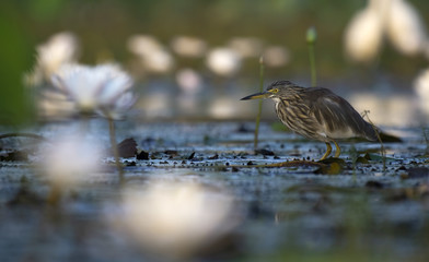 Indian Pond heron