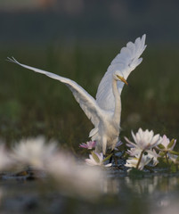  Egret in water lily pond