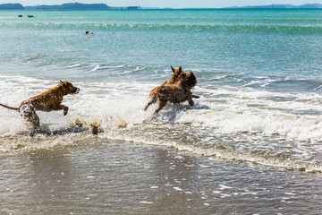 Companion dogs at the beach 